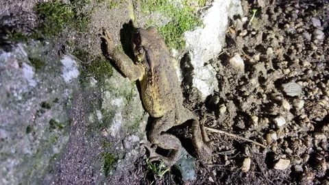 Toad by night in Les Cévennes Vídeo Stock 346501098