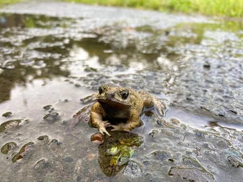 Toad or frog on a muddy and dirty road. frog on wet road Stock Photos