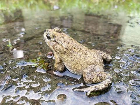 Toad or frog on a muddy and dirty road. frog on wet road Stock Photos