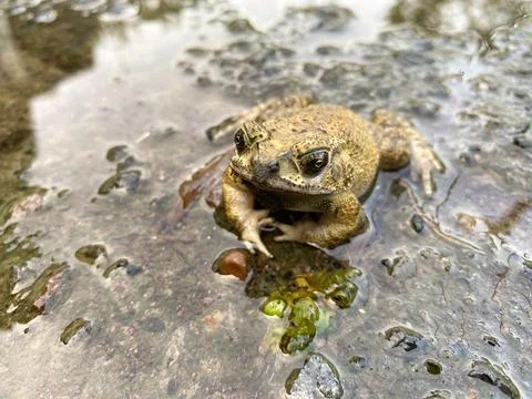 Toad or frog on a muddy and dirty road. frog on wet road Photos