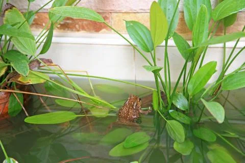 Toad or frog resting on the pond Stock Photos
