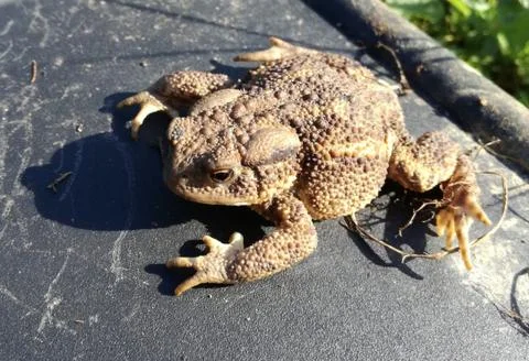 TOAD  outside  from water Foto stock