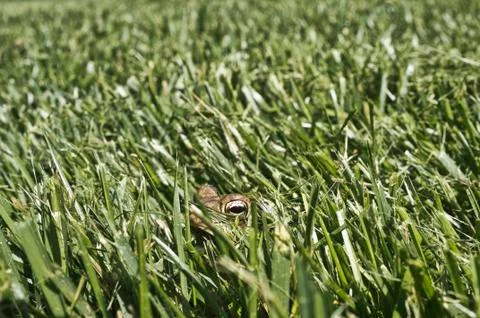 Toad peeking out from grass Stock Photos