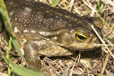 Toad perched on the ground Stock Photos