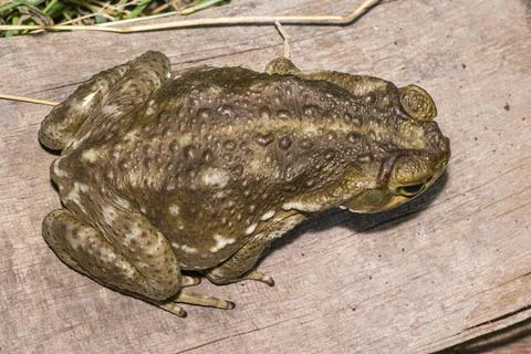 Toad perched on the ground Stock Photos