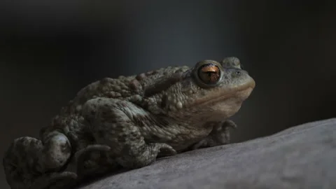 Toad Perched on Rock, Waterfall Bokeh Background, Close Up Stock Footage 235719898