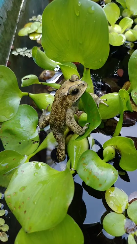Toad perches on broad green leaves Stock Footage 331625308