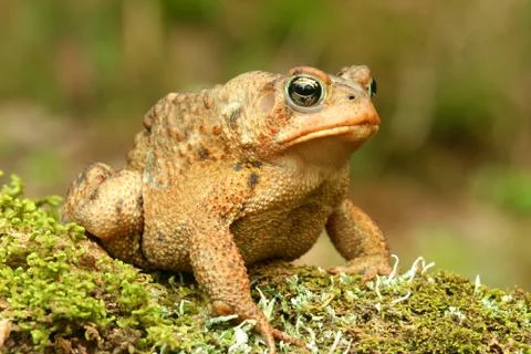 Toad. Stock Photos