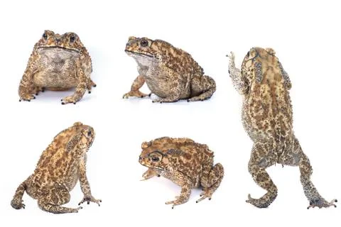 Toad Foto stock