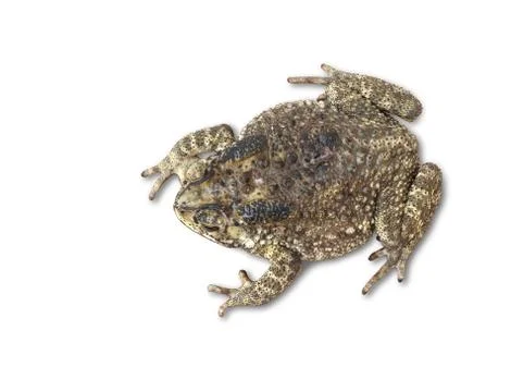 Toad Stock Photos