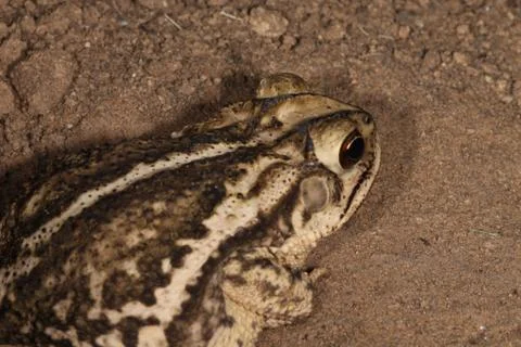 Toad Stock Photos