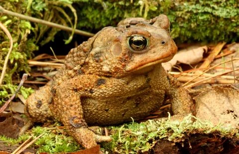 Toad. Stock Photos