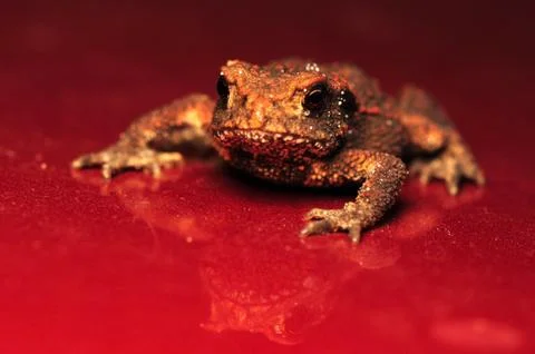 Toad Foto stock