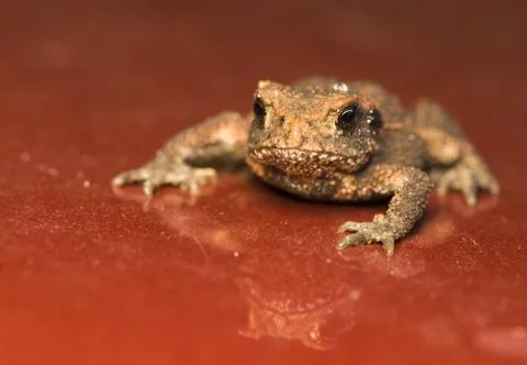 Toad Stock Photos