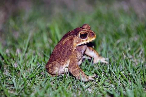 Toad Foto stock