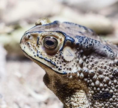 Toad Photos