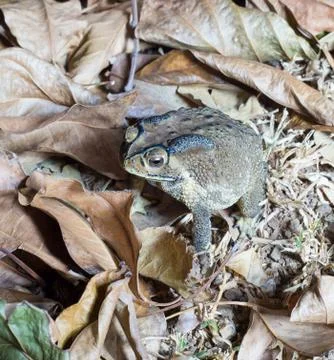 Toad Photos