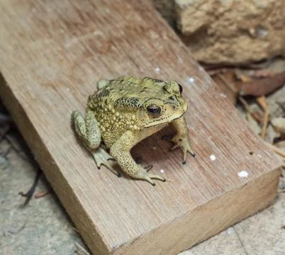 Toad Photos