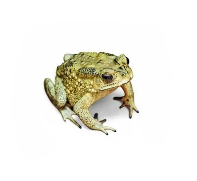 Toad Photos