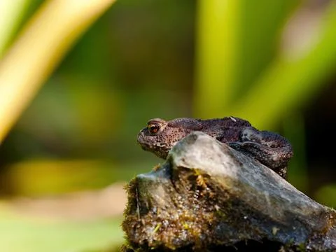 Toad Stock Photos