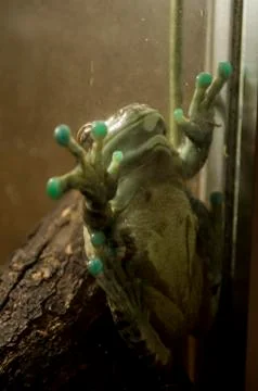 Toad Stock Photos