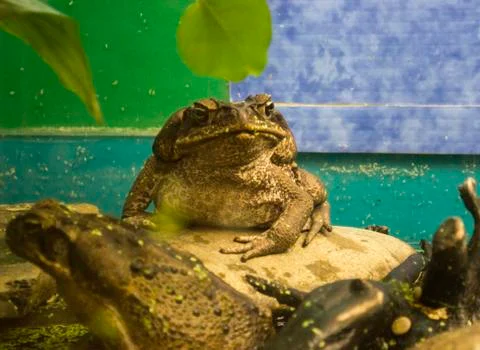 Toad Stock Photos