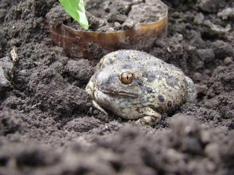 Toad Stock Photos