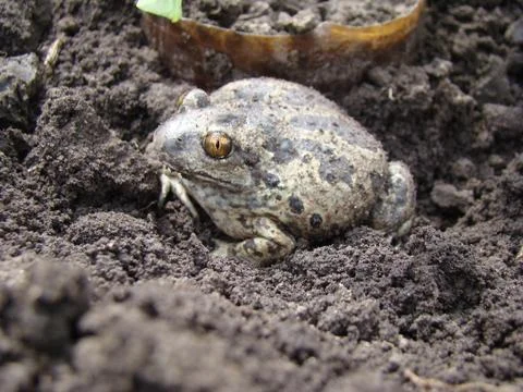 Toad Stock Photos