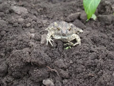 Toad Photos