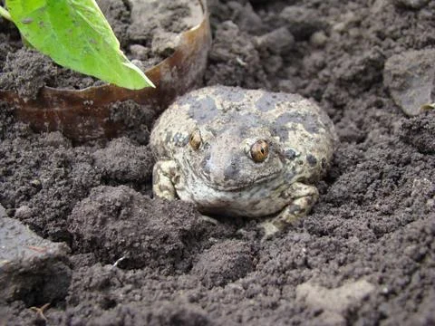 Toad Stock Photos