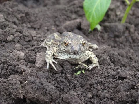 Toad Stock Photos