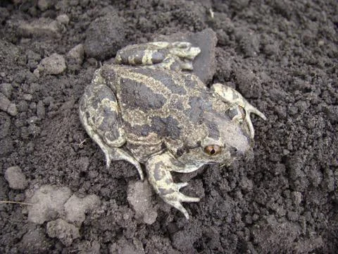 Toad Stock Photos