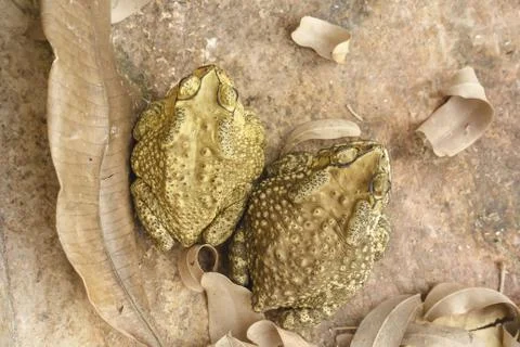 Toad Stock Photos