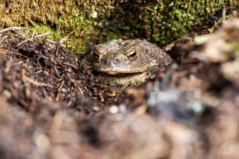 A toad Stock Photos