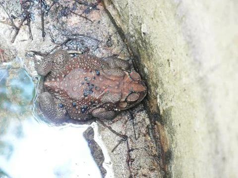 Toad Stock Photos