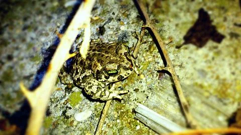 Toad Stock Photos