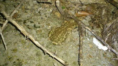 Toad Stock Photos