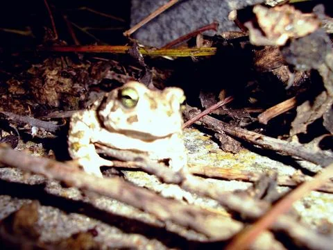 Toad Stock Photos