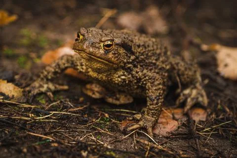 Toad Stock Photos