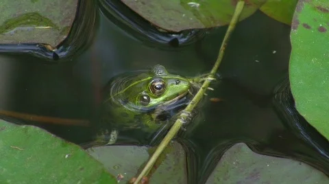 Toad in pond (diving) Stock Footage 637796