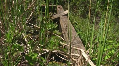 Toad in pond 库存影片 636465