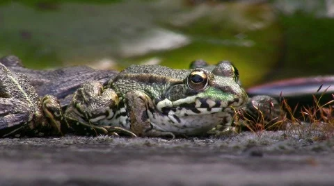 Toad at pond 库存影片 636534