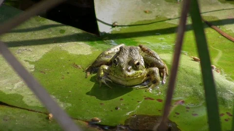 Toad in pond Stock Footage 636622