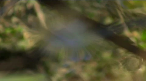 Toad in pond Stock Footage 636637