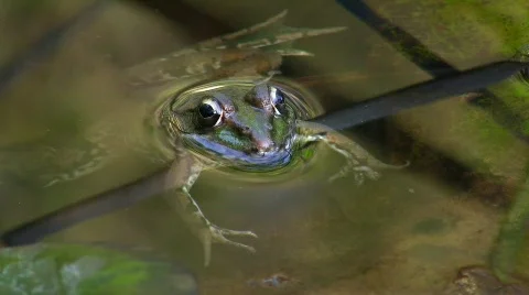 Toad in pond Vidéo 636655