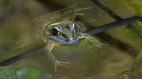 Toad in pond Stock Footage 636686