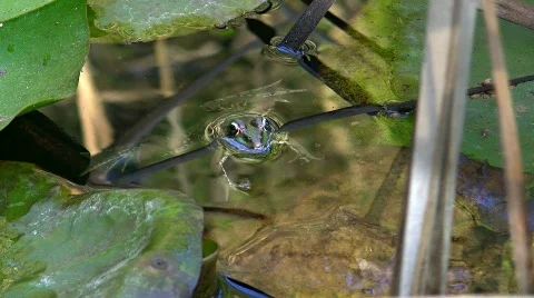 Toad in pond Stock Footage 636715