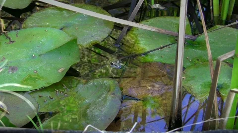 Toad in pond Stock Footage 636750