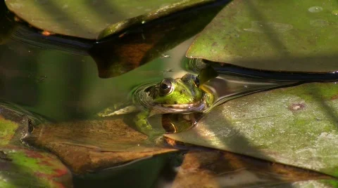 Toad in pond Stock Footage 636813