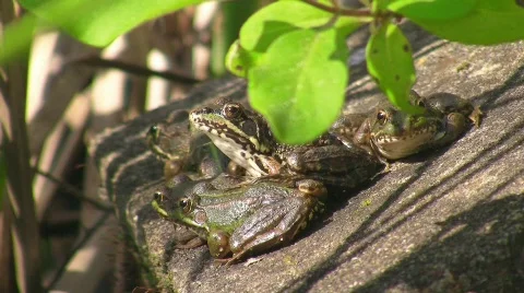 Toad in pond 库存影片 636863
